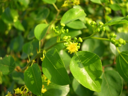 Paliurus spina-christi / Marruca